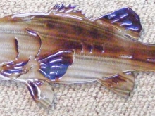 Bass,largemouth,fish,freshwater,fishing